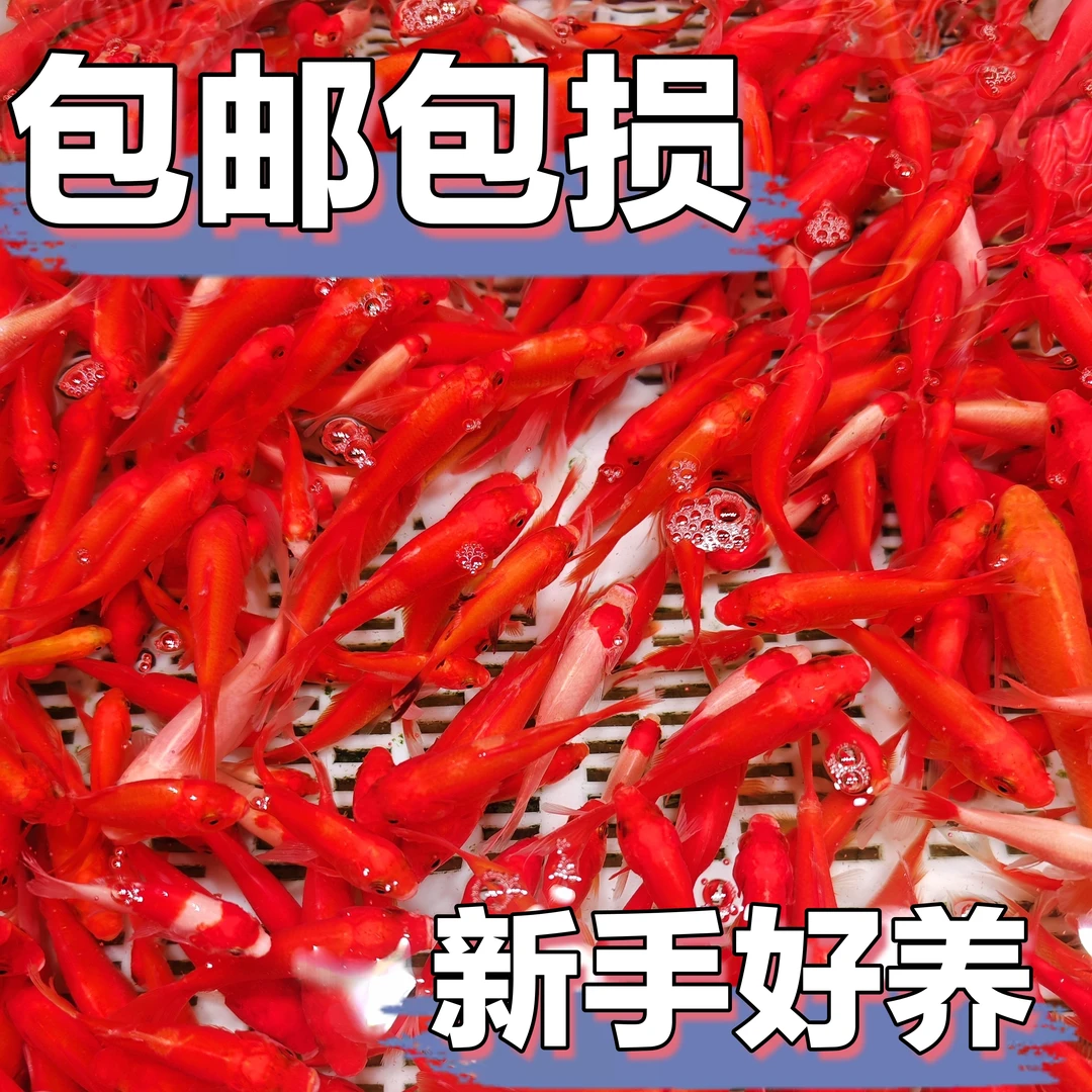 【冷链包邮】红宝石金鱼 3-6公分 保底39条 颜色混搭 新手好养