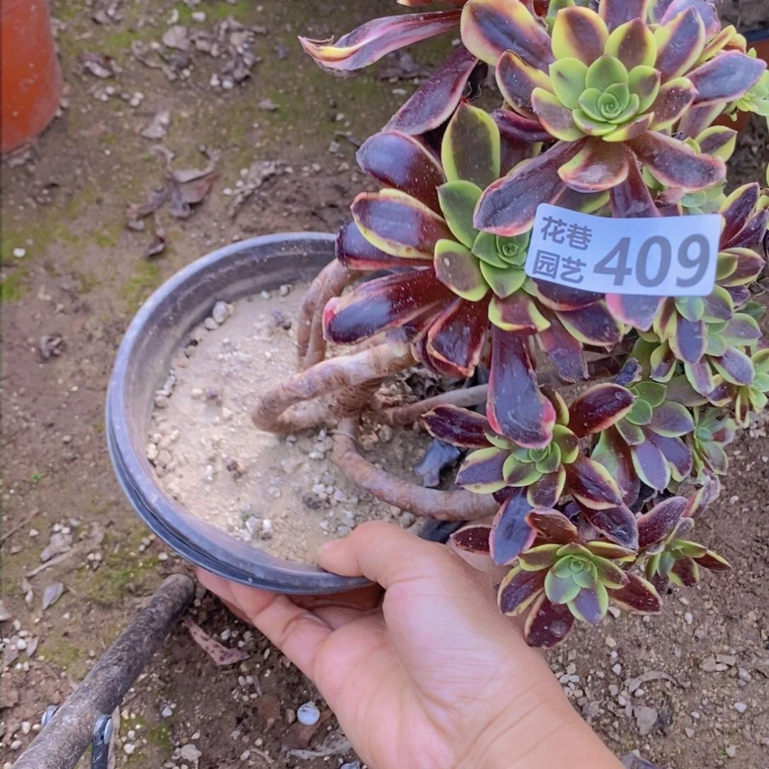 409 号一物一拍多肉植物