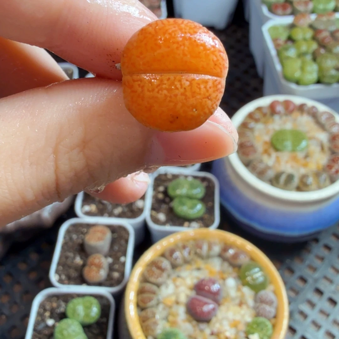 多肉植物的生长发育和733