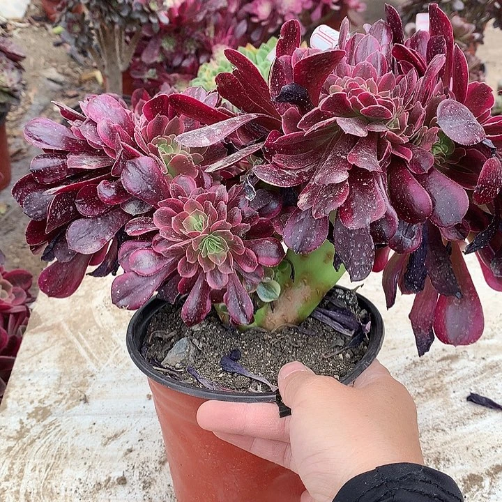 637美杜莎缀多肉植物