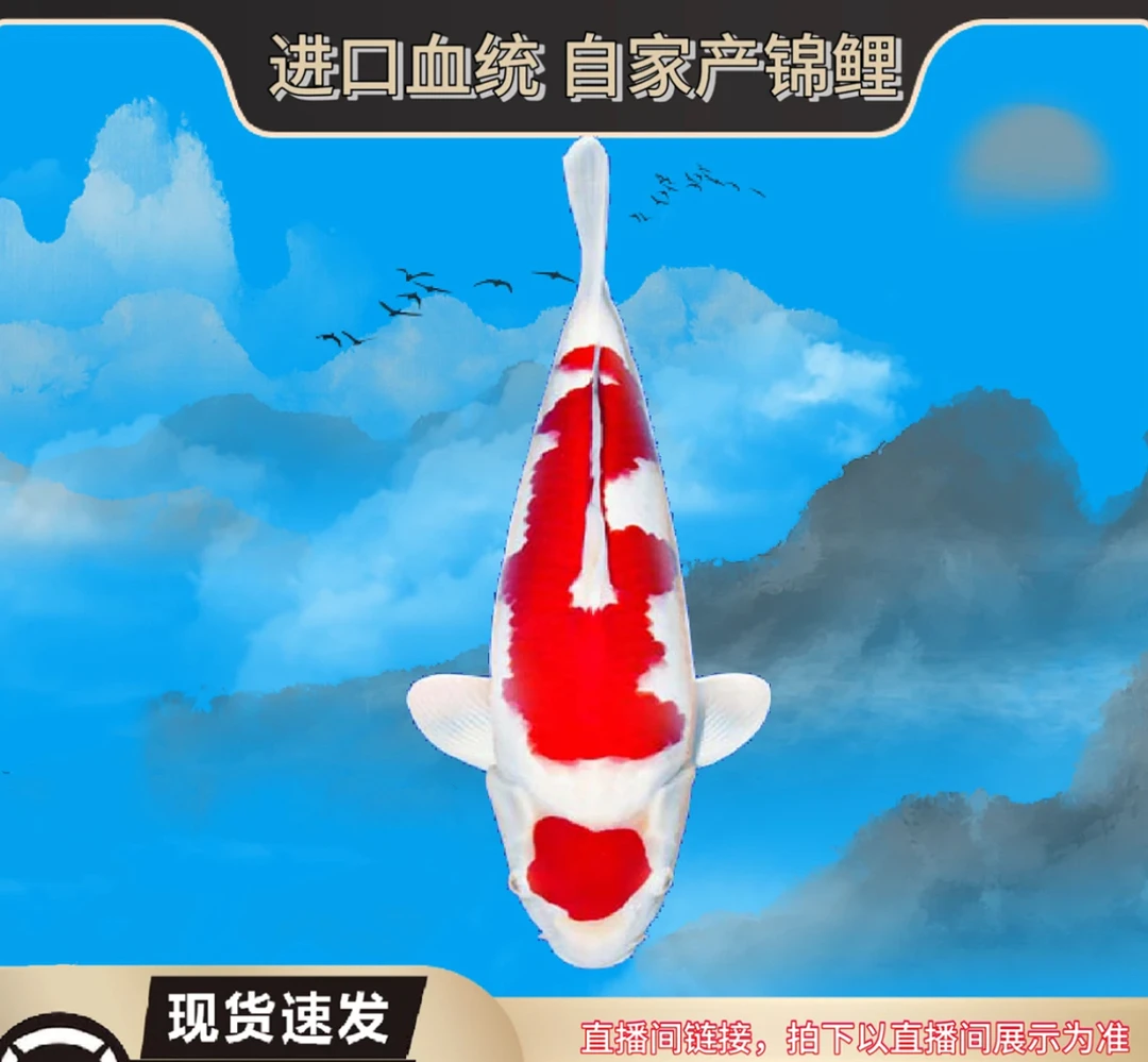 锦鲤红白大正昭和