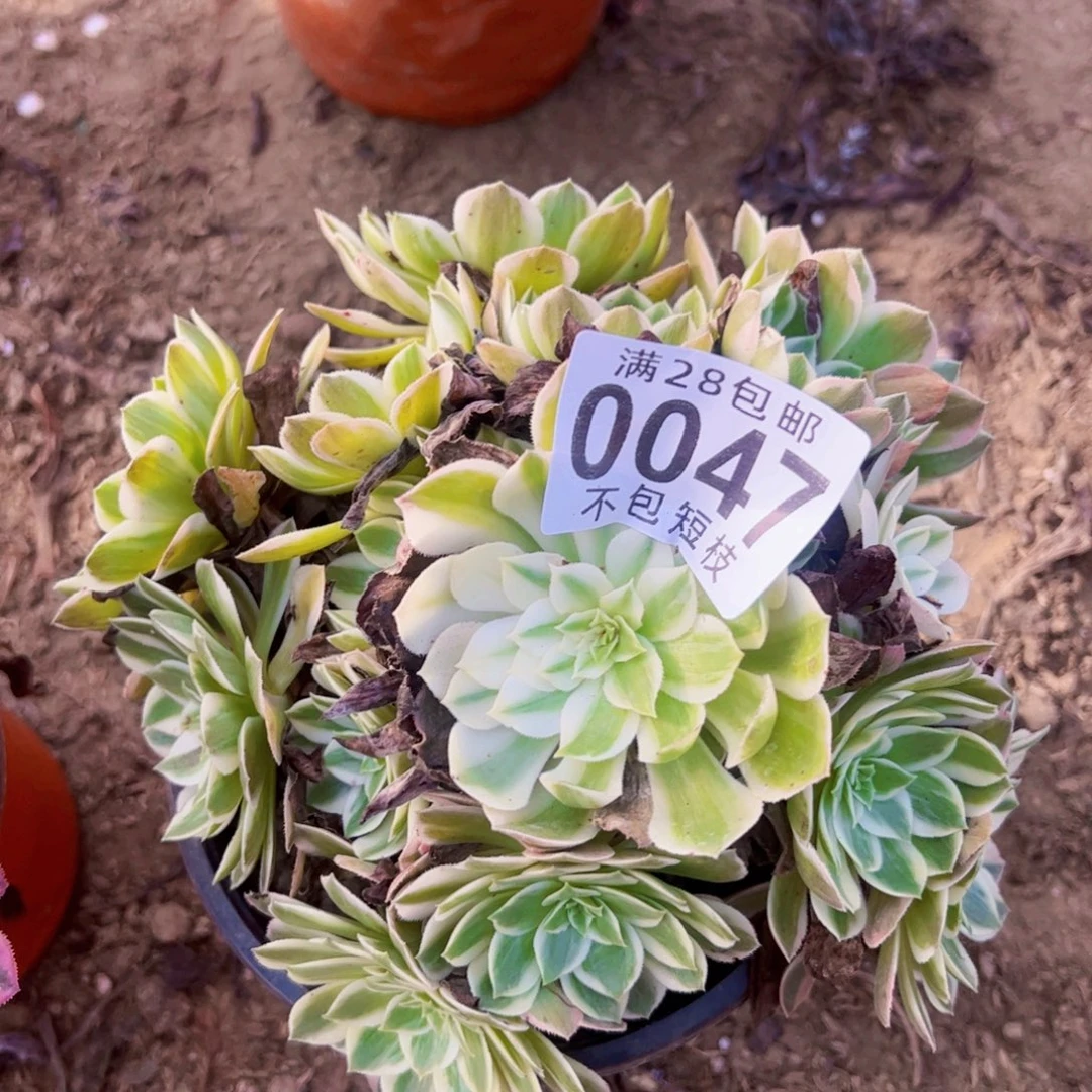 海王多肉植物0047