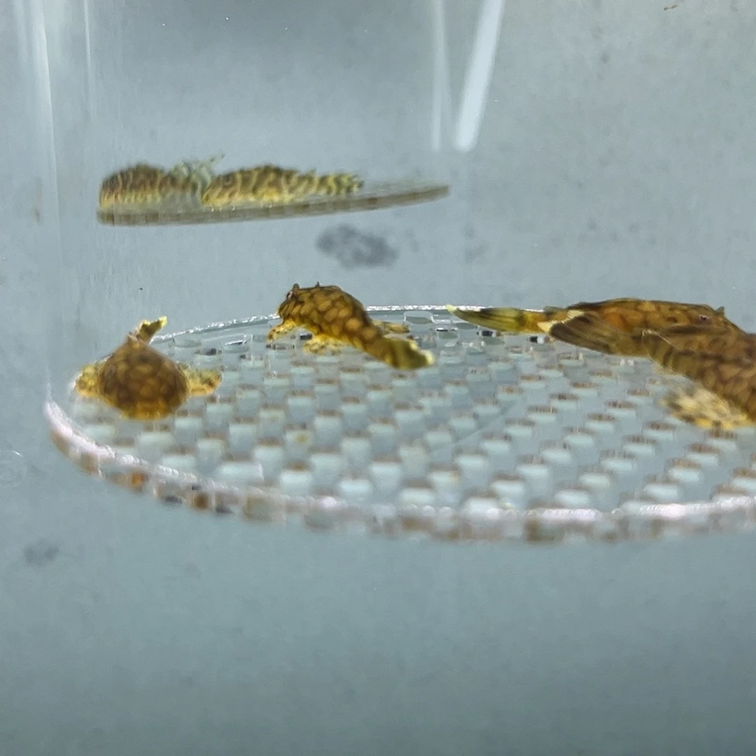 工具鱼刀锋一组4条绿龙4条