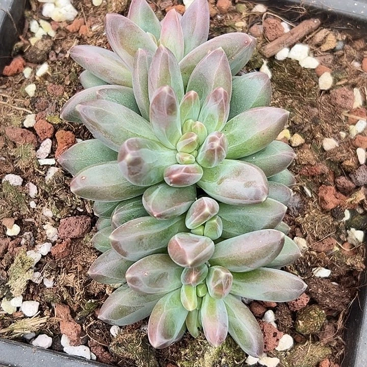 雪戴利缀化特价一物一拍