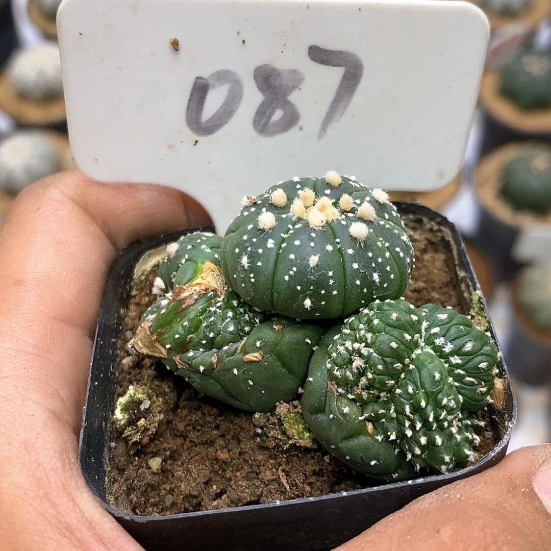 087福利特价咯福利