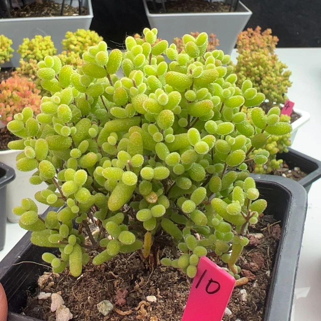 金桔糖球10号10cm盆