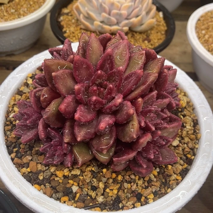 迷雾泡泡 夏鸣园艺