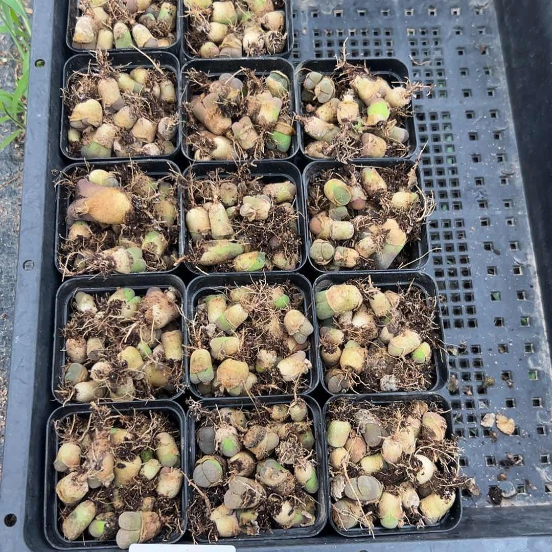 0000153量拍以下1盒风铃混合