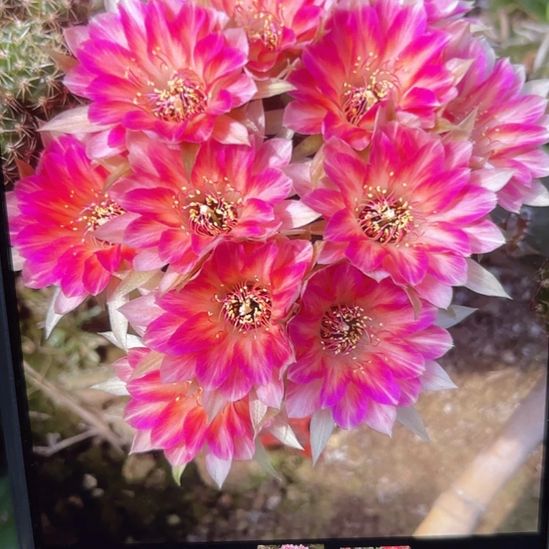花花公丽花侧牙20包邮仙人球54