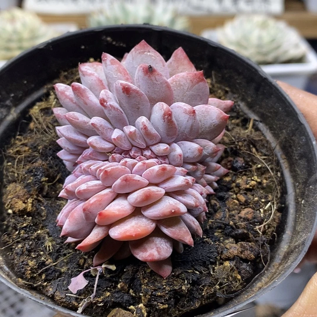 26134 星影缀化多肉