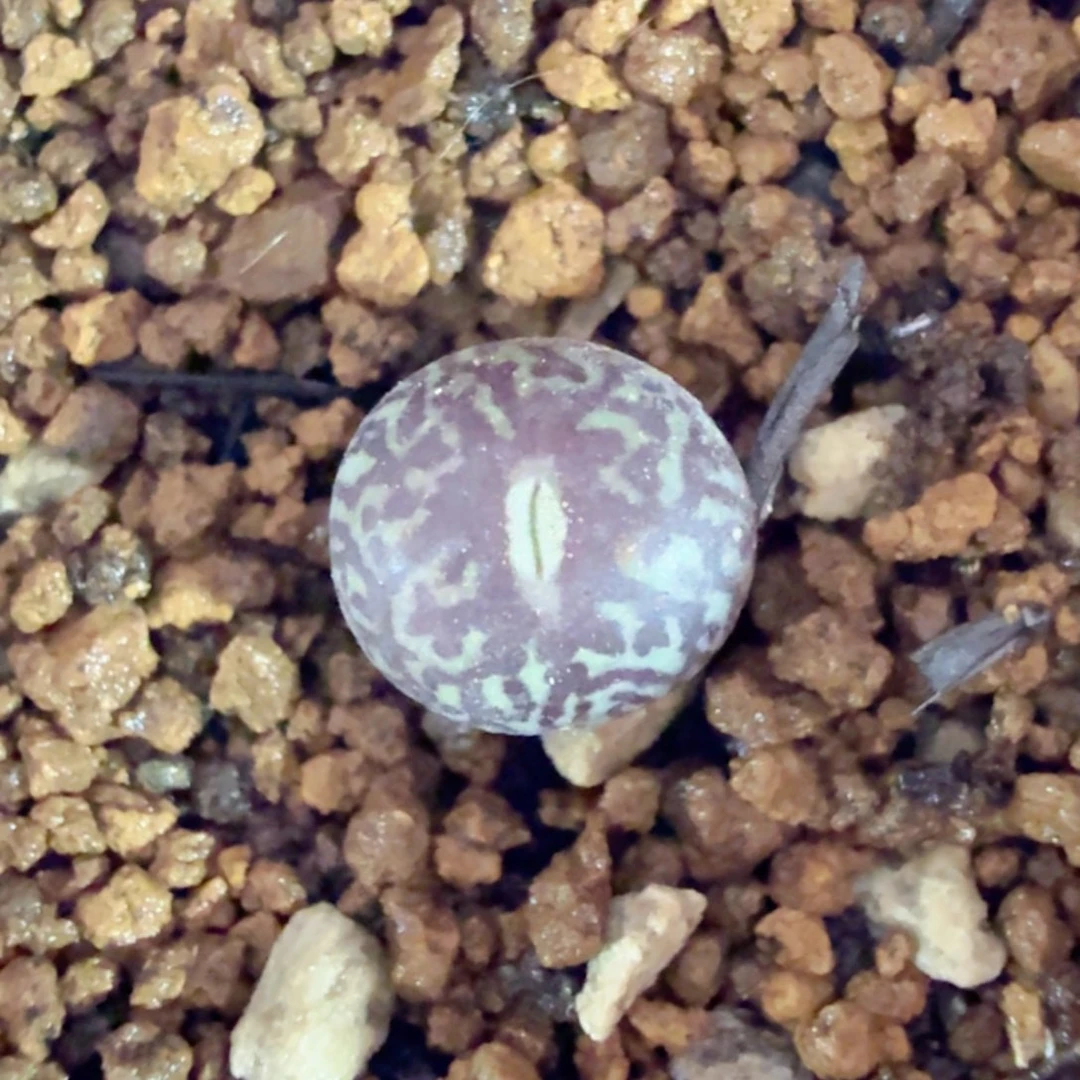 MSG3170*Bo 12-10-L37