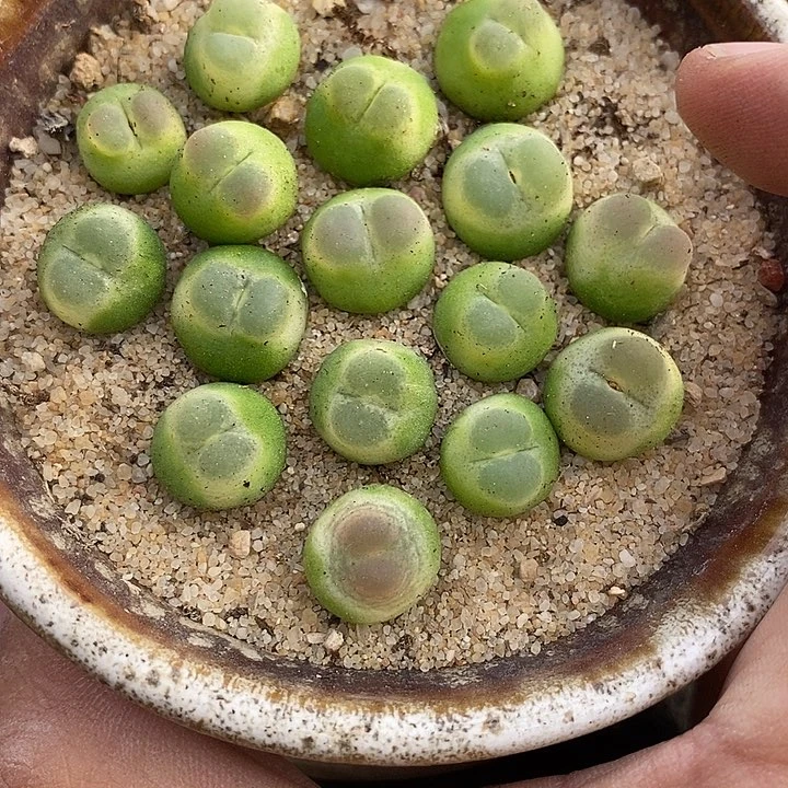‖****21513一盆拉登样本1473.18样本