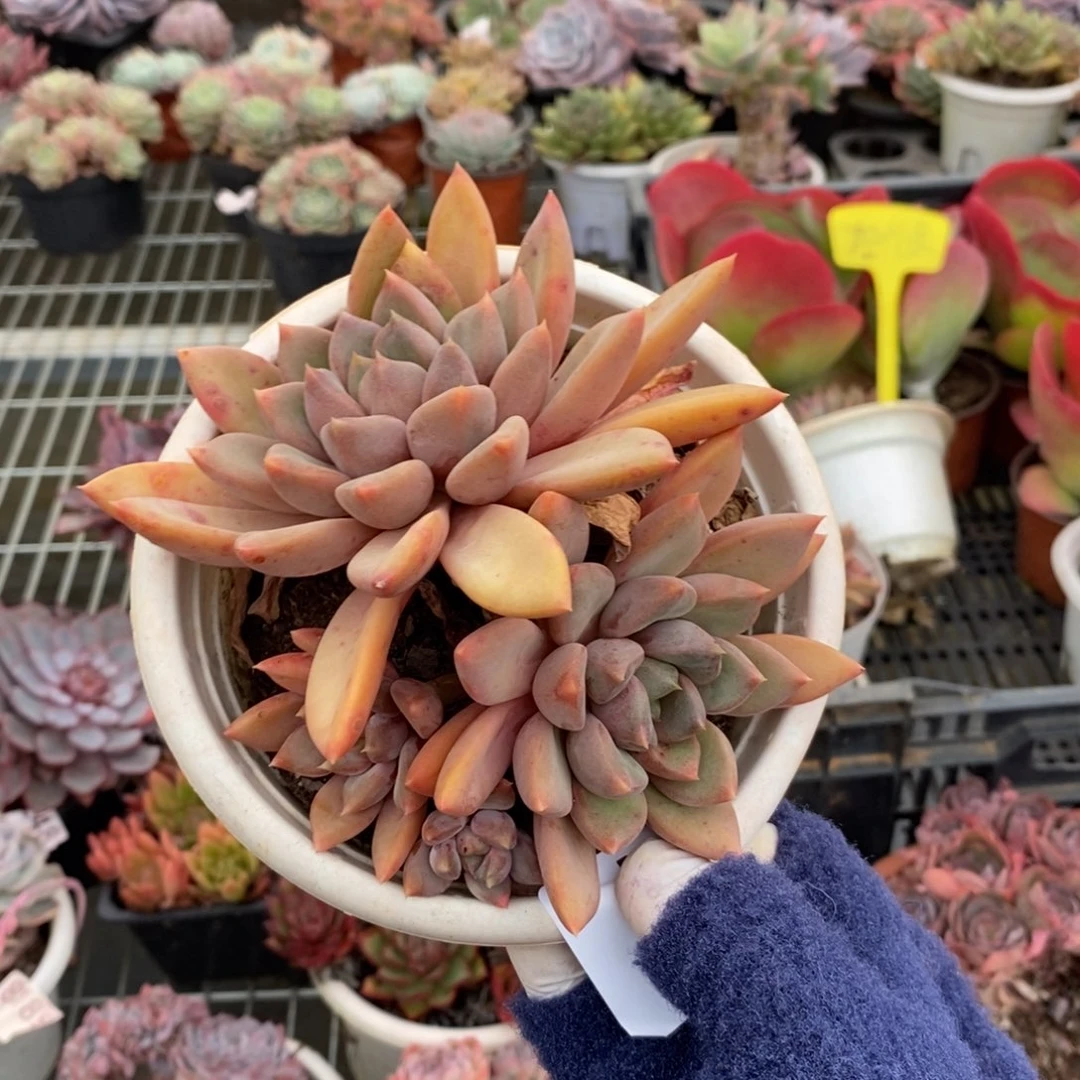 4331象牙多头一物一拍