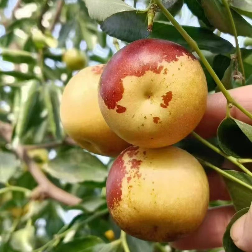 山东沾化冰糖冬枣新鲜脆甜当季应季水果，自然成熟，又脆又甜