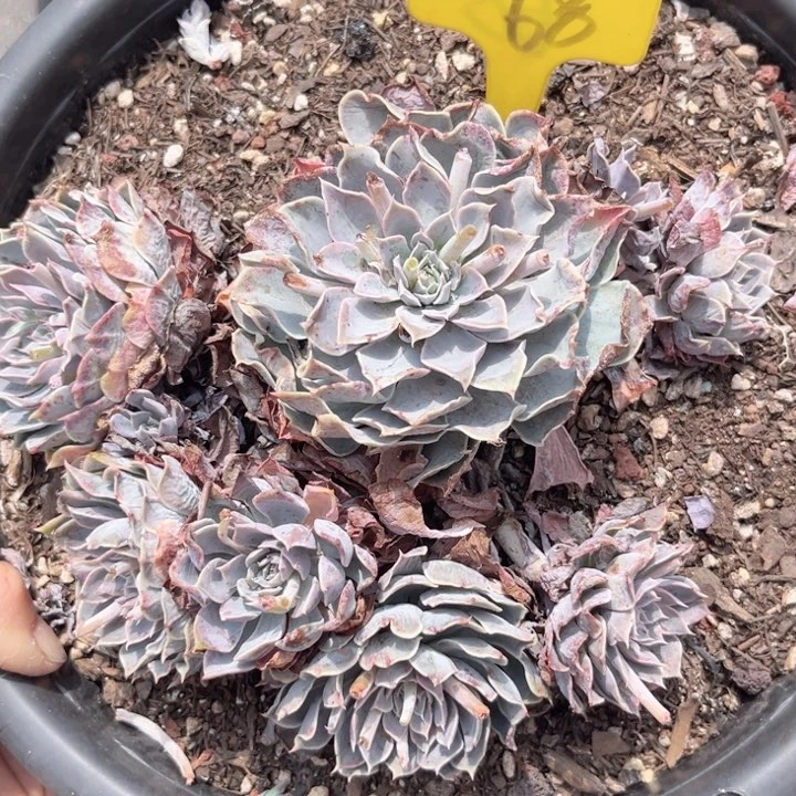 木*晨语多肉一物一拍68