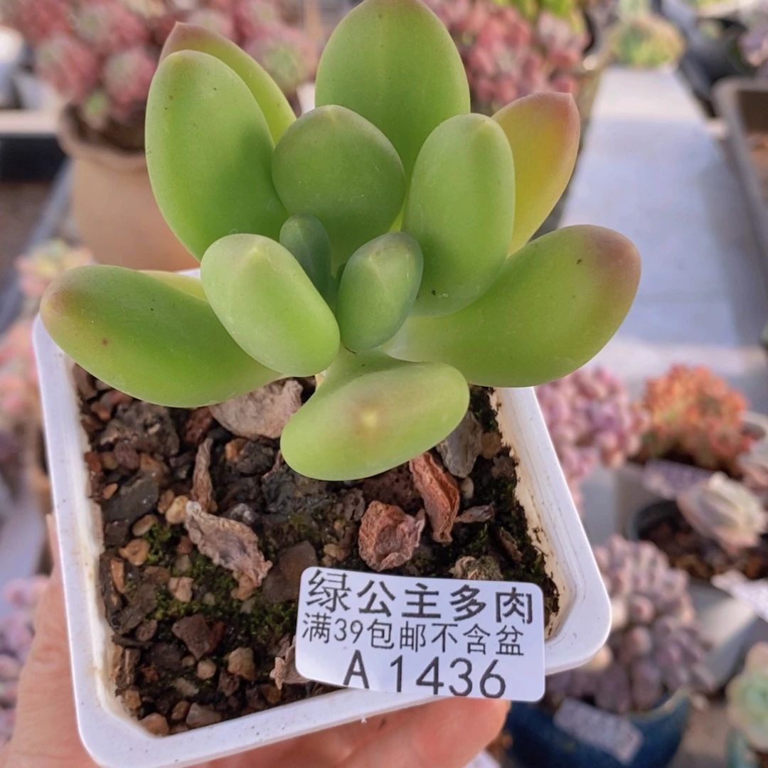 金蝉单头1436多肉植物