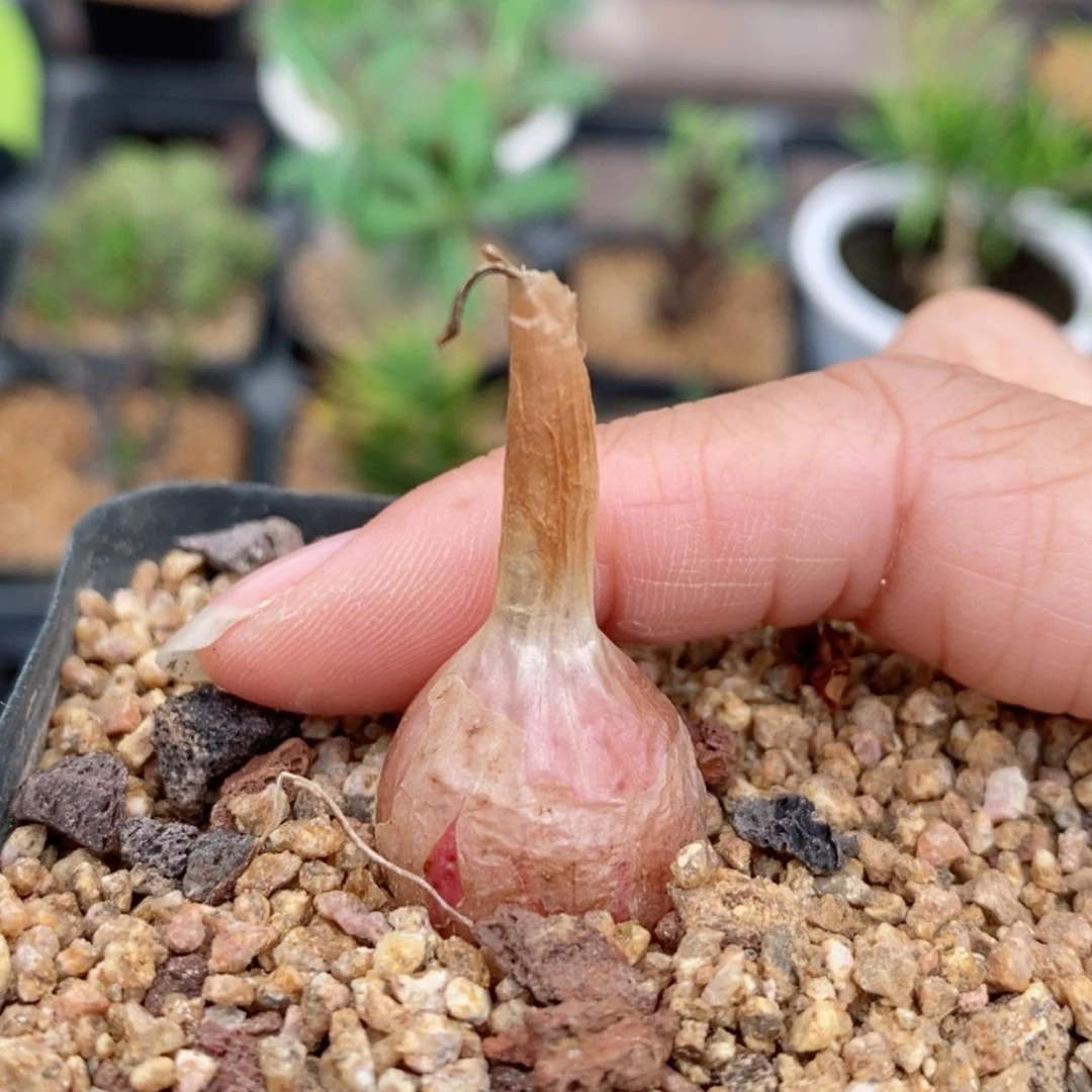 【闪购商品】G****eGV 眼睫毛