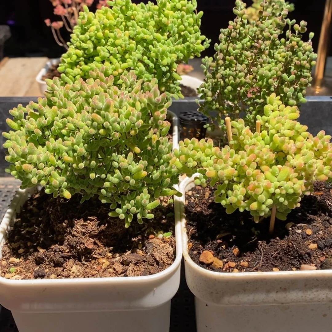 枝干番杏多肉植物005