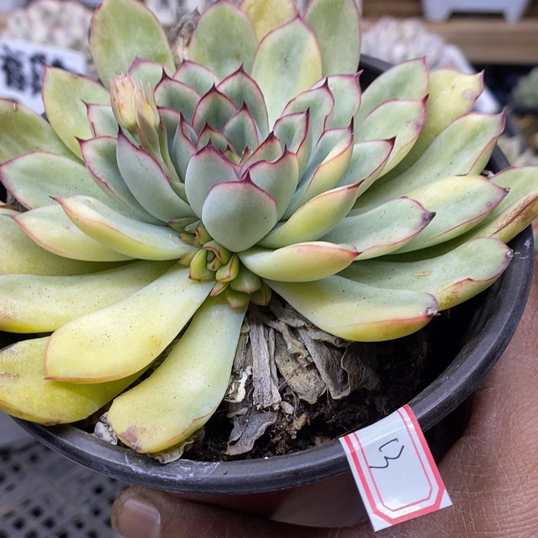 0313 大花月夜花脸锦带崽