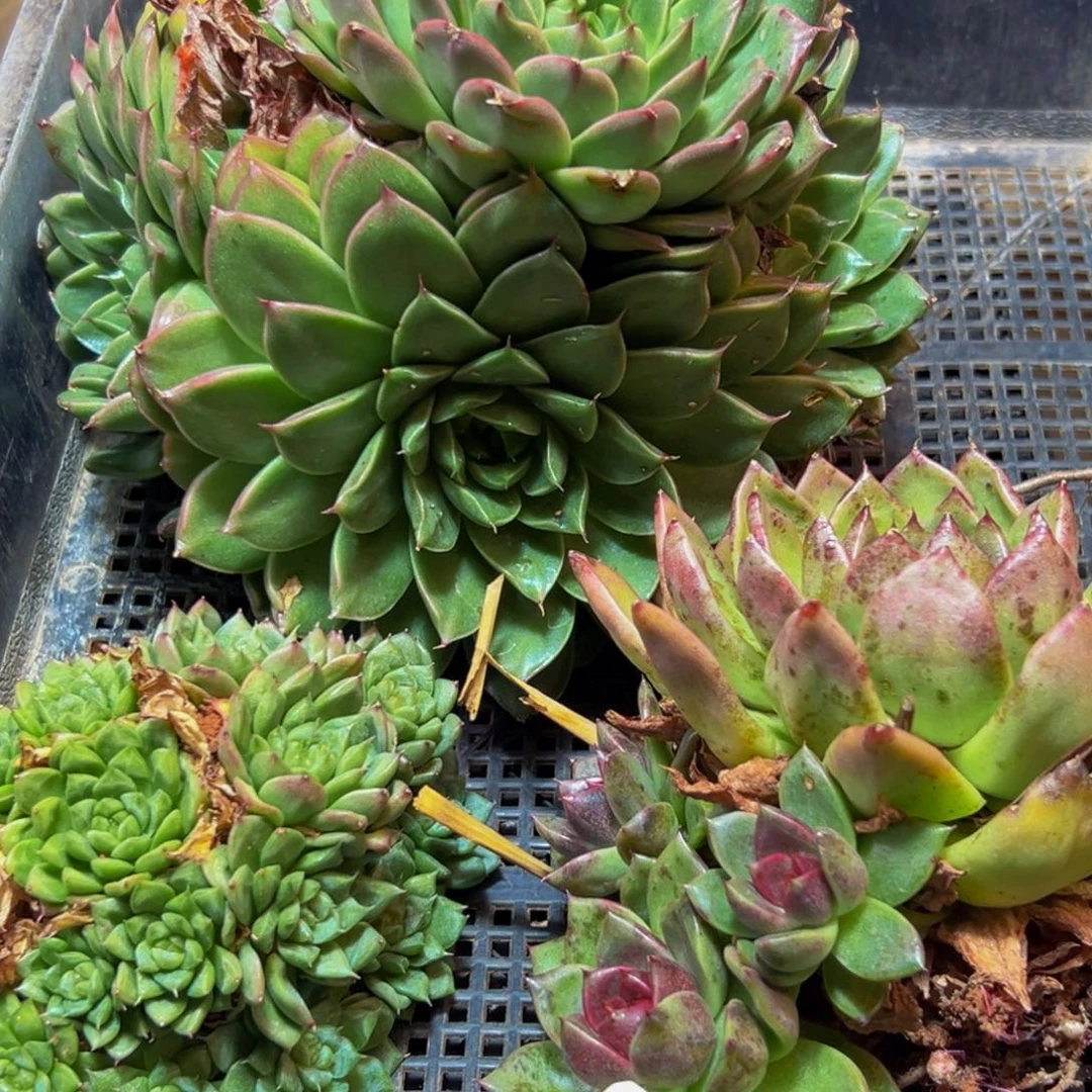 011多肉的小龙虾和一只
