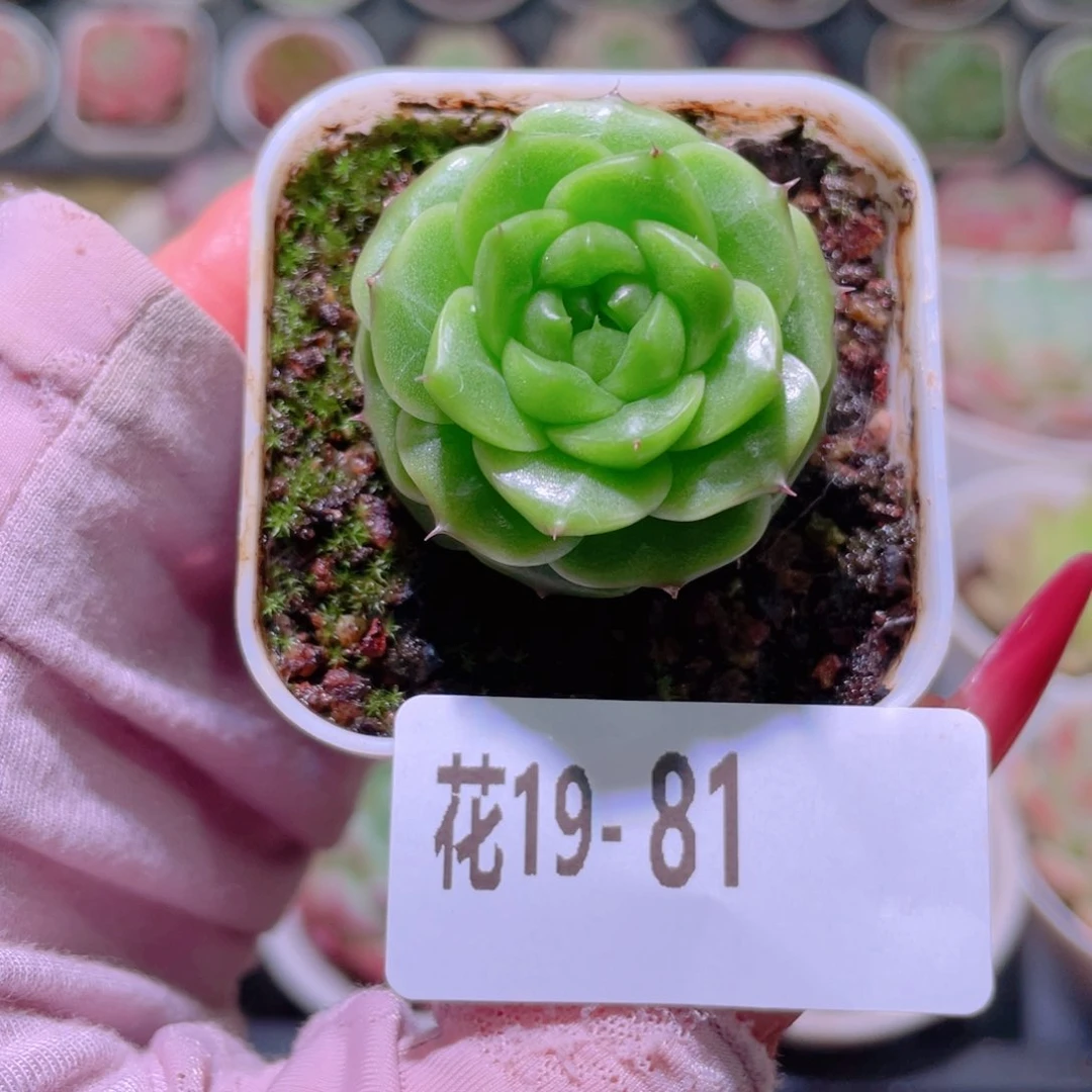 花利美19-81新品珍妮