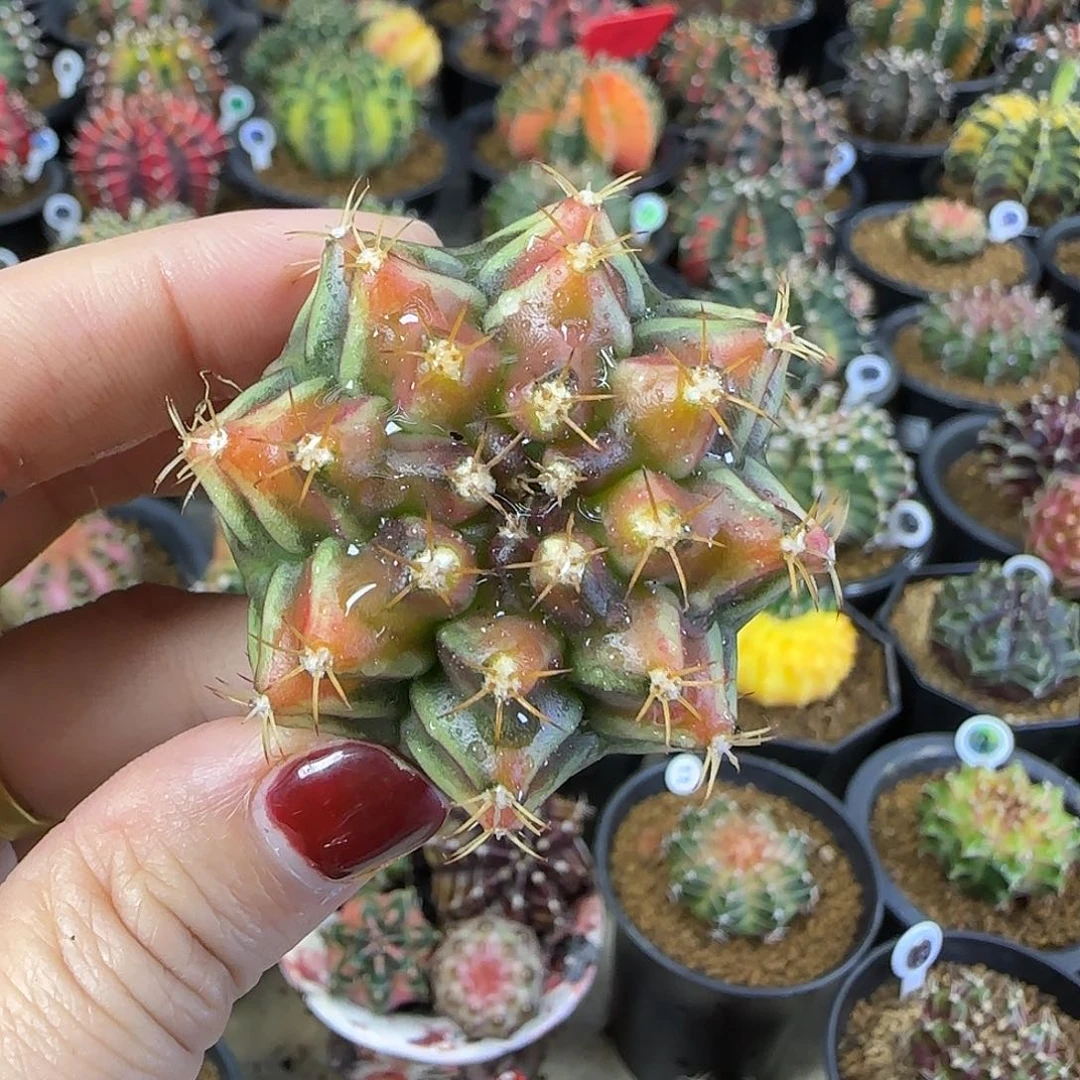山姆，泰系名品侧芽喜欢直接拍