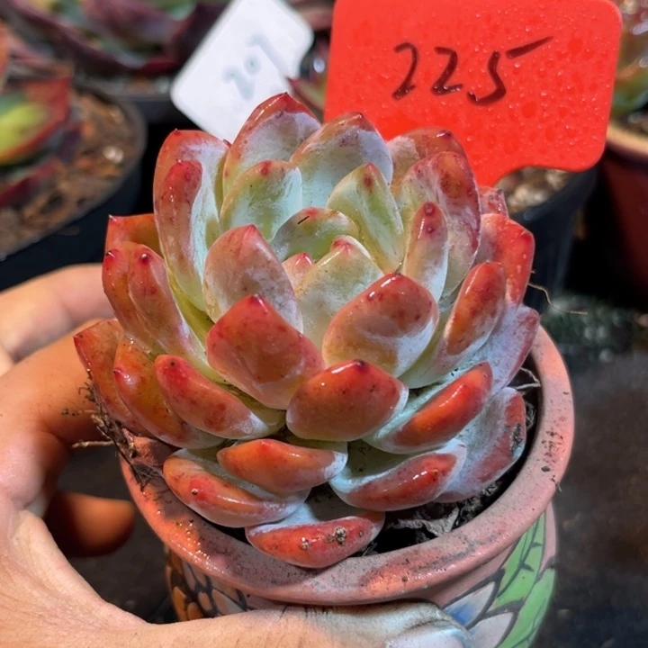 血橙惊鸿一物一拍包装收缩花旱