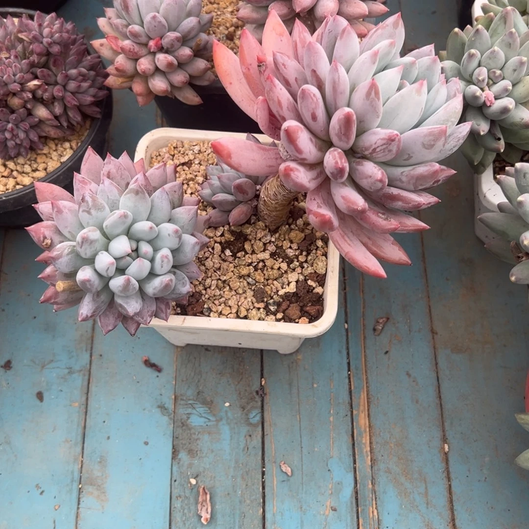 精品多肉老桩所罗门