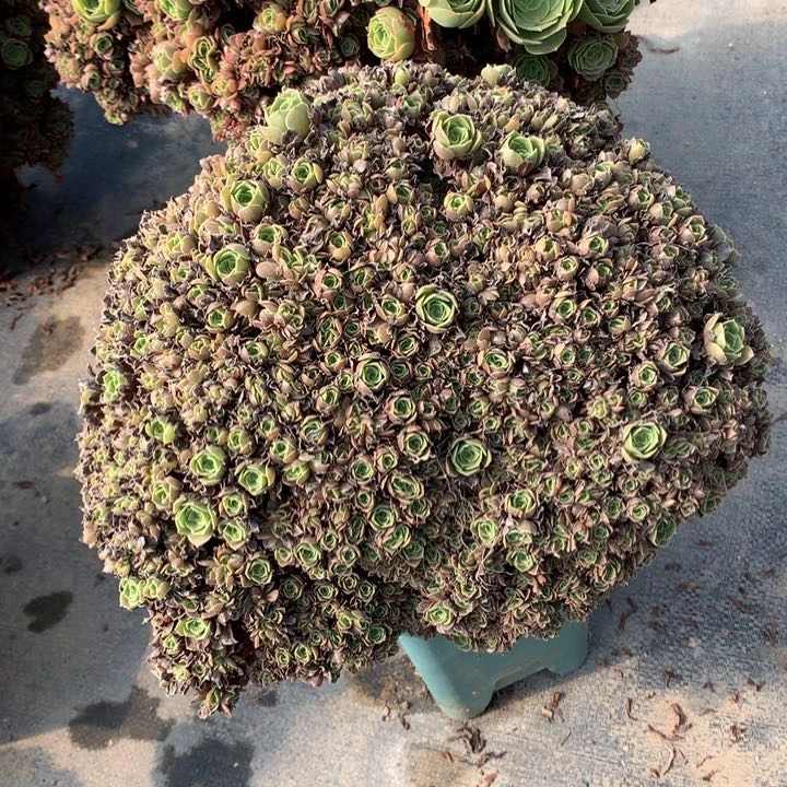 玫瑰朵朵脱土发货啊