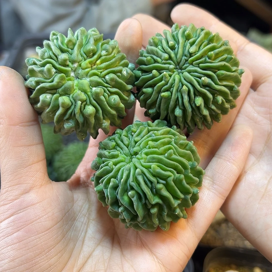 蝌蚪球无根4公分1颗