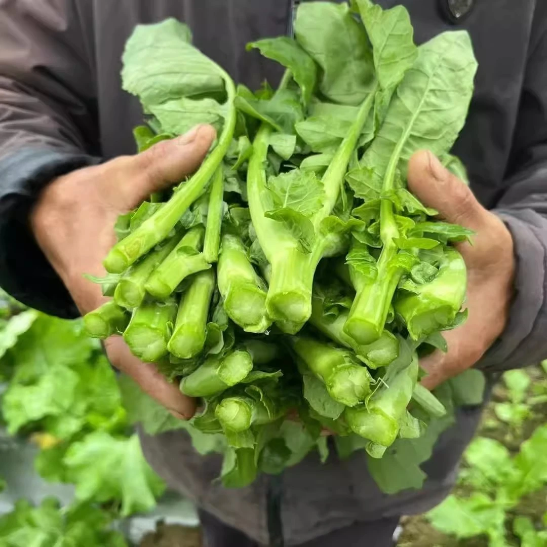 【二妹专属】农家自种老品种油菜苔