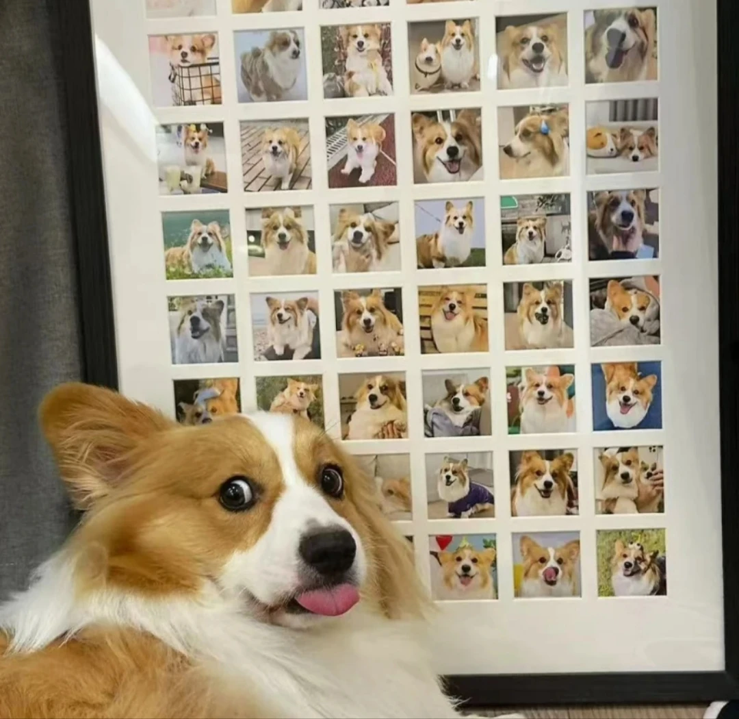 宠物狗狗定制相册(定金拍)