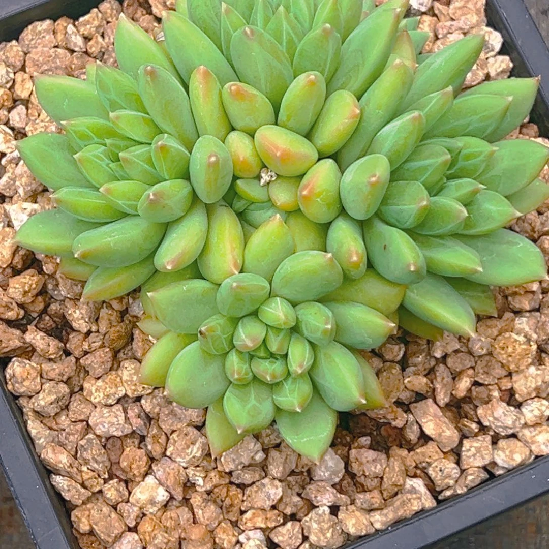 优***悠优悠 胭脂美人寄养