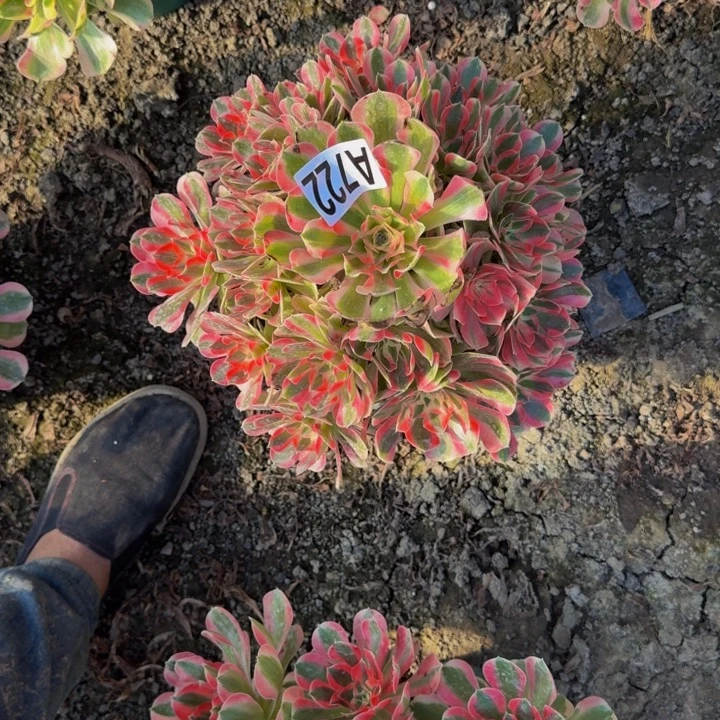 初恋法师25-43包邮花花