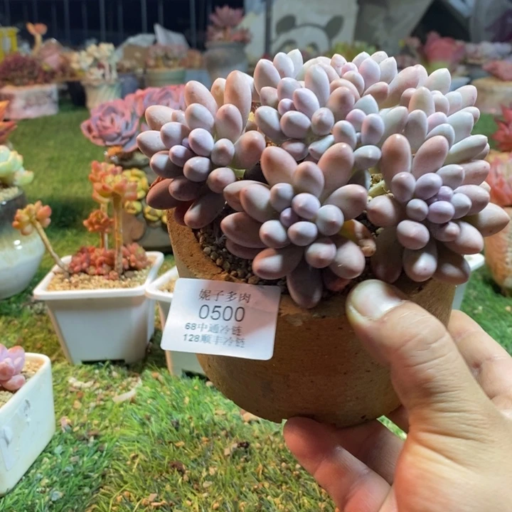 0500啊啊啊啊啊啊啊啊啊啊啊