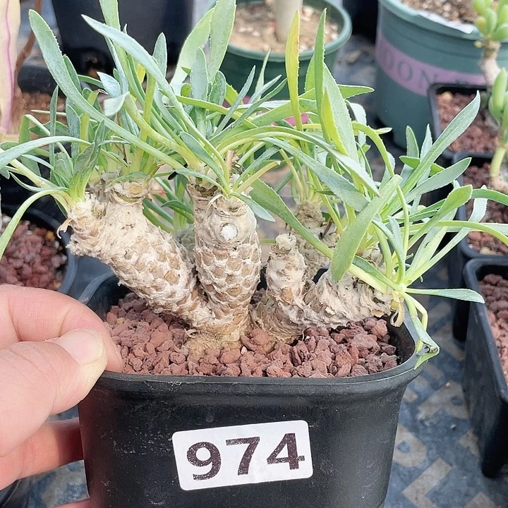 974刨花角厚墩菊