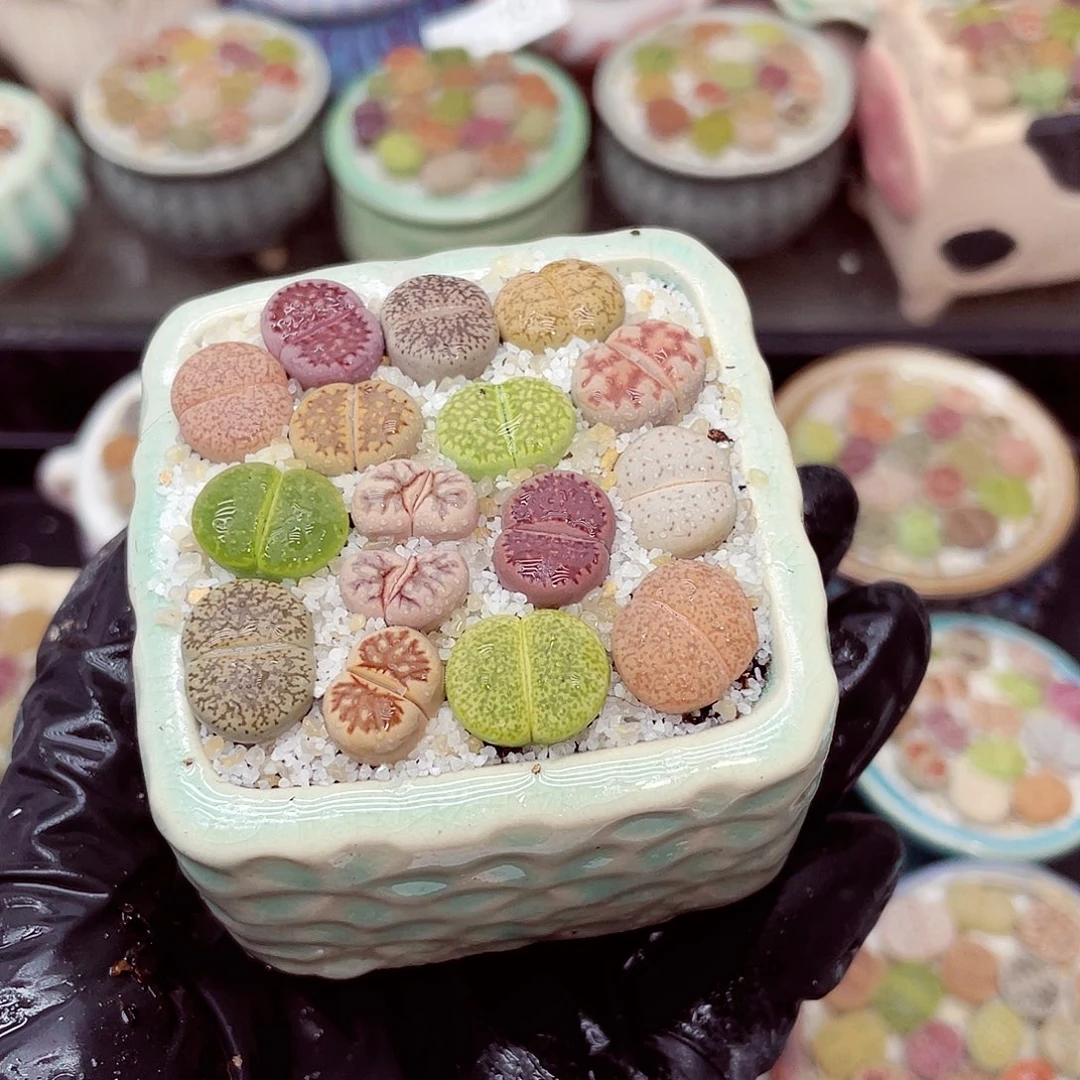 生石花满18包邮0924-210