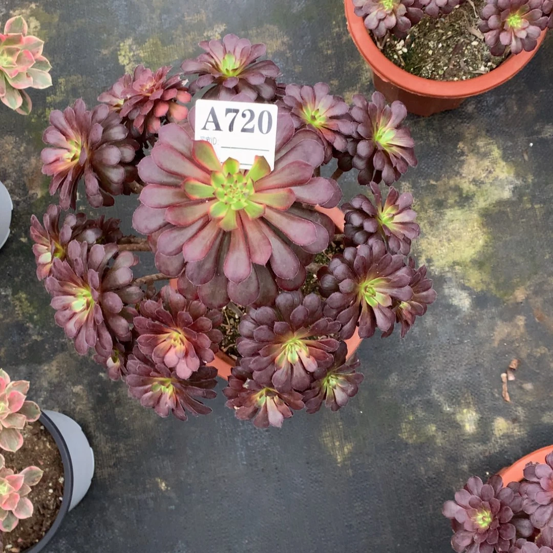 黑天鹅720法师多肉植物38000000