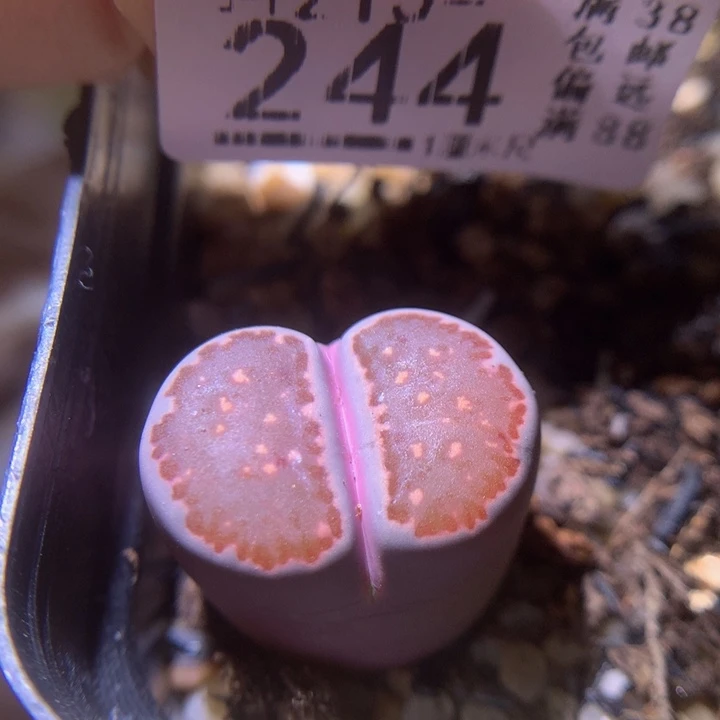 精品生石花215.244紫贝