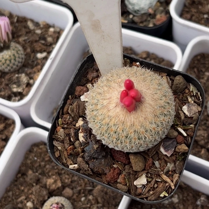 未*年9995月世界好养皮实