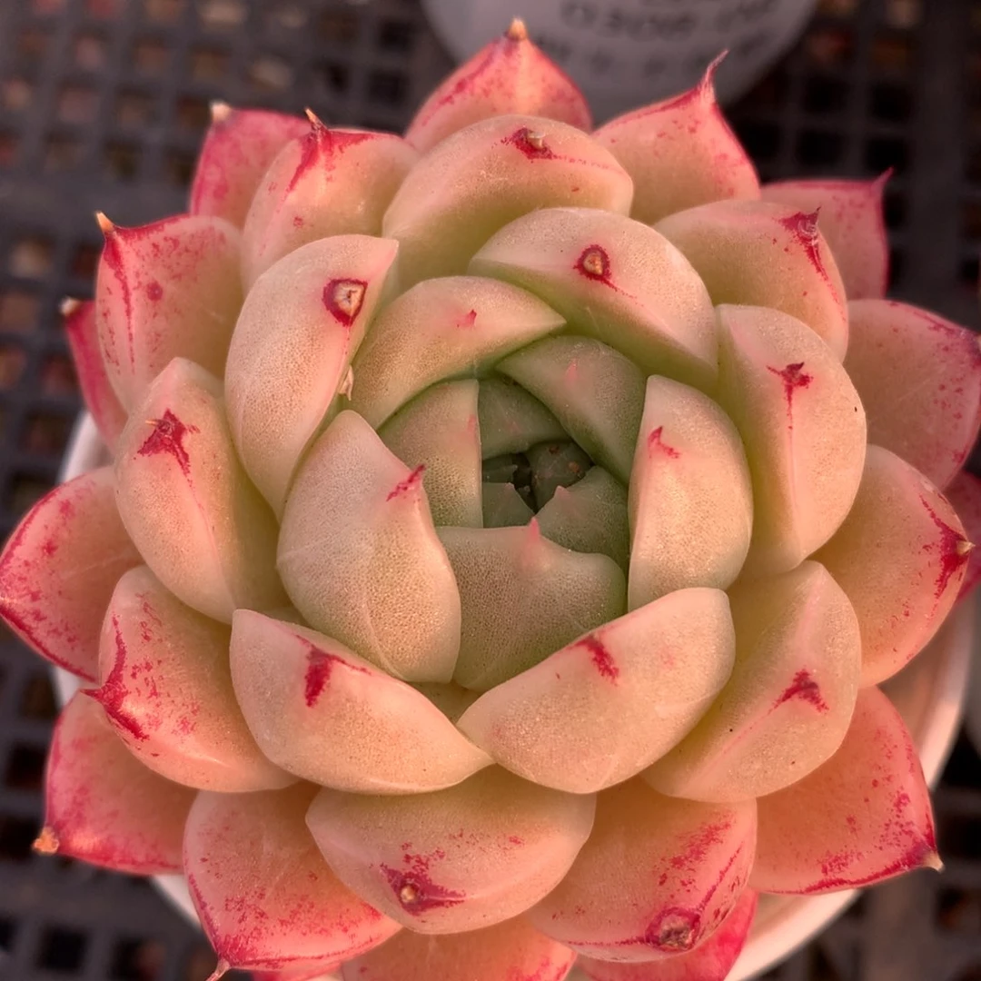 0308-12 麦杆优选