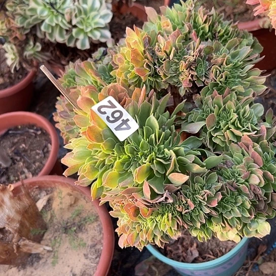龙***凡多肉植物一个玫瑰462
