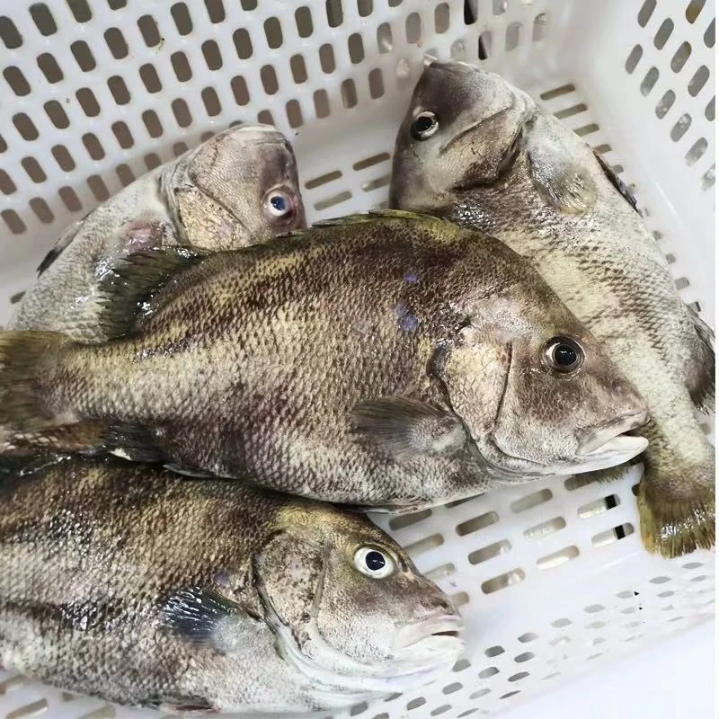 【东海包公4斤】鲜活包公鱼冰鲜发货新鲜美味