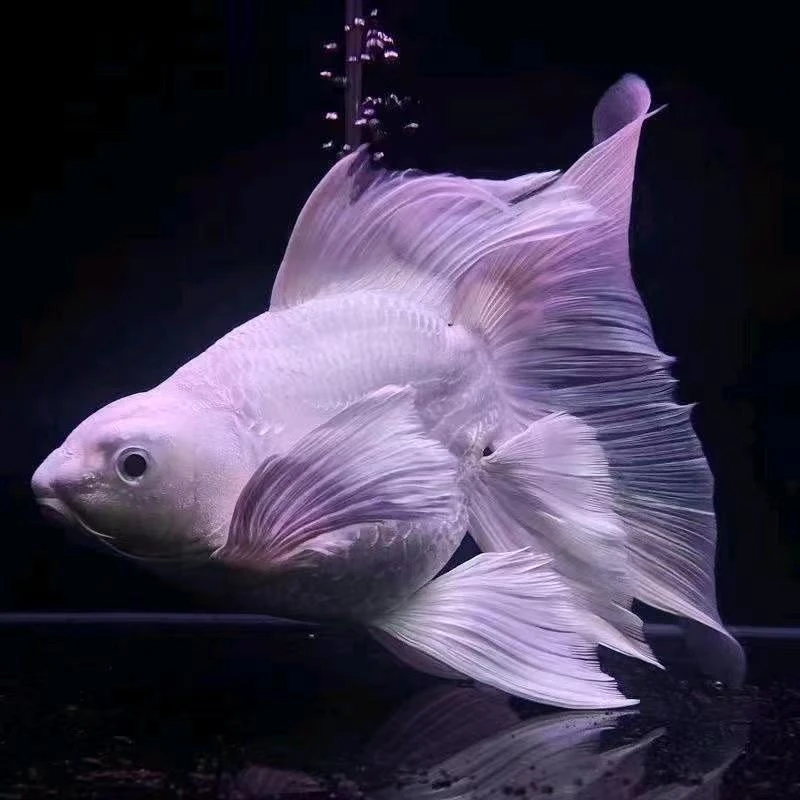 贵妃蝴蝶鲤丰包邮