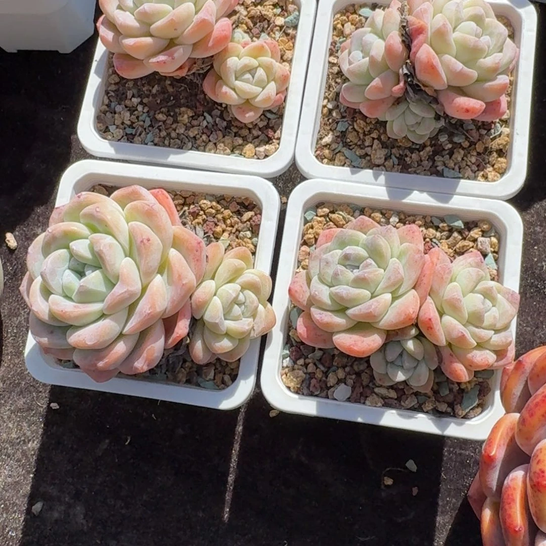 是****～ 4颗老冰玉，专拍链接