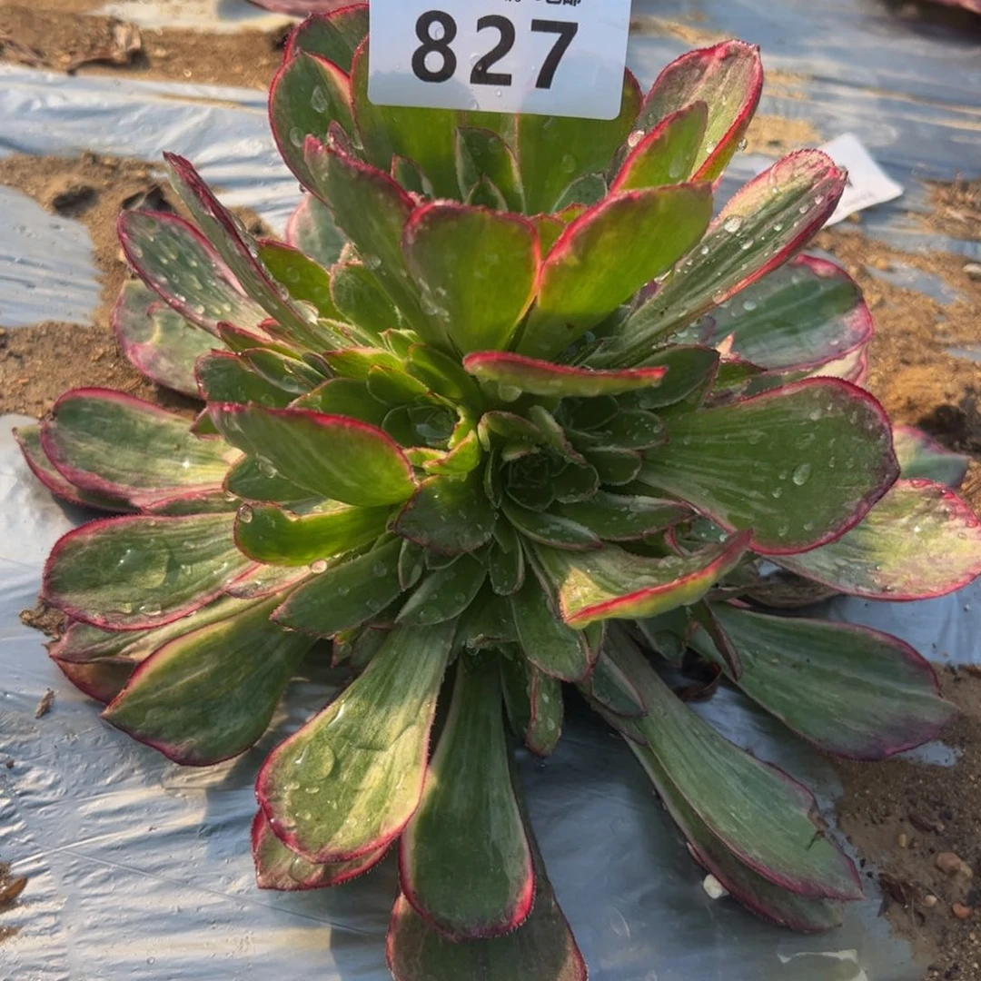 827黑魔锦变异多肉植物