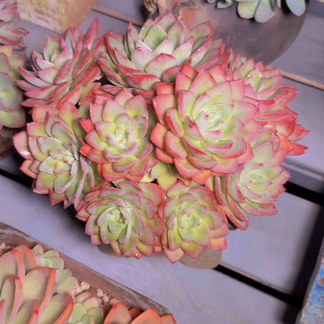 天****0152胭脂扣多肉植物