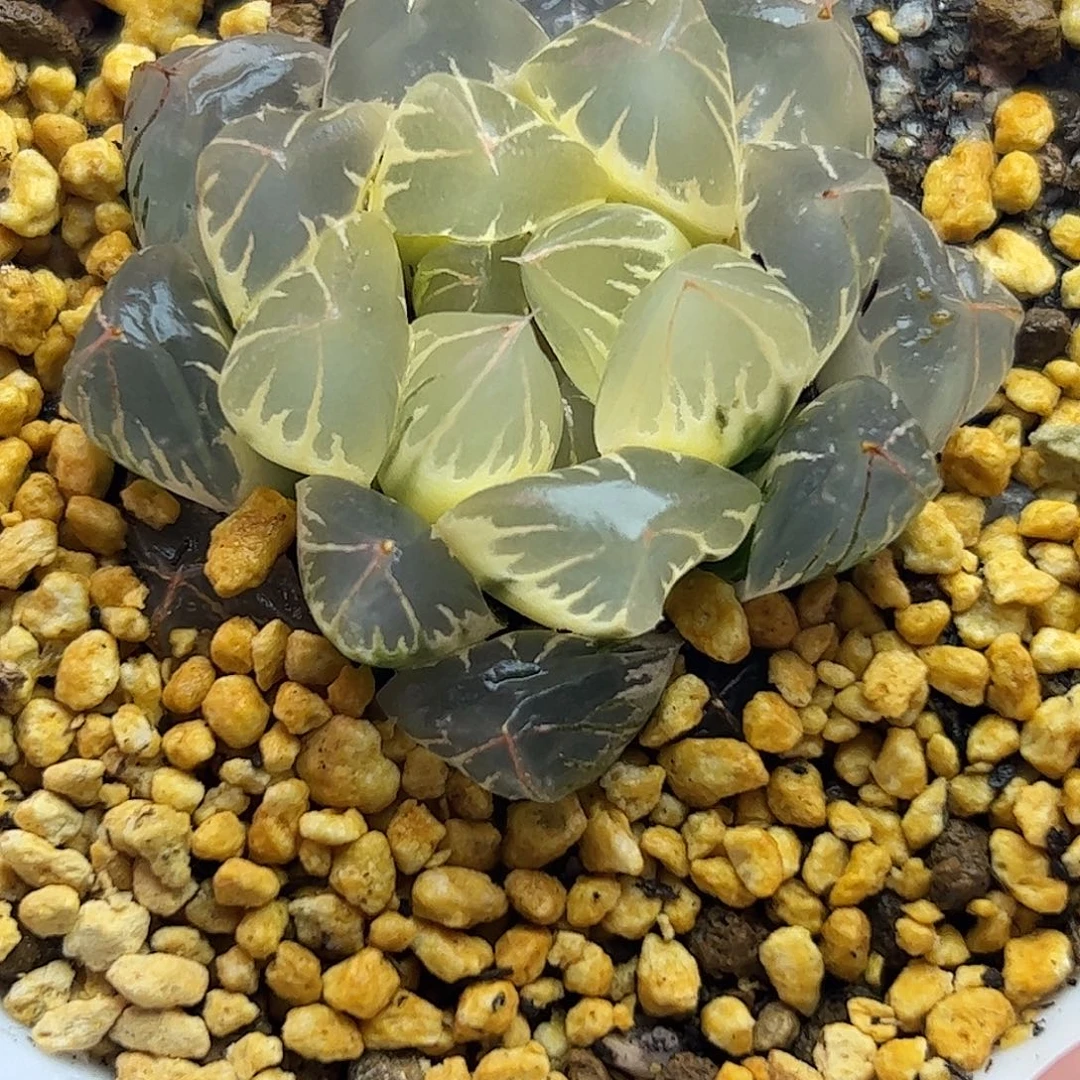 糊斑北极之光锦十二卷