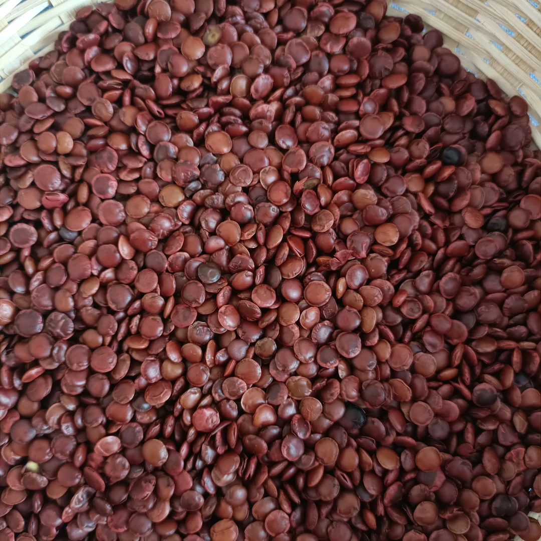 新茂恒商号   枣仁菇