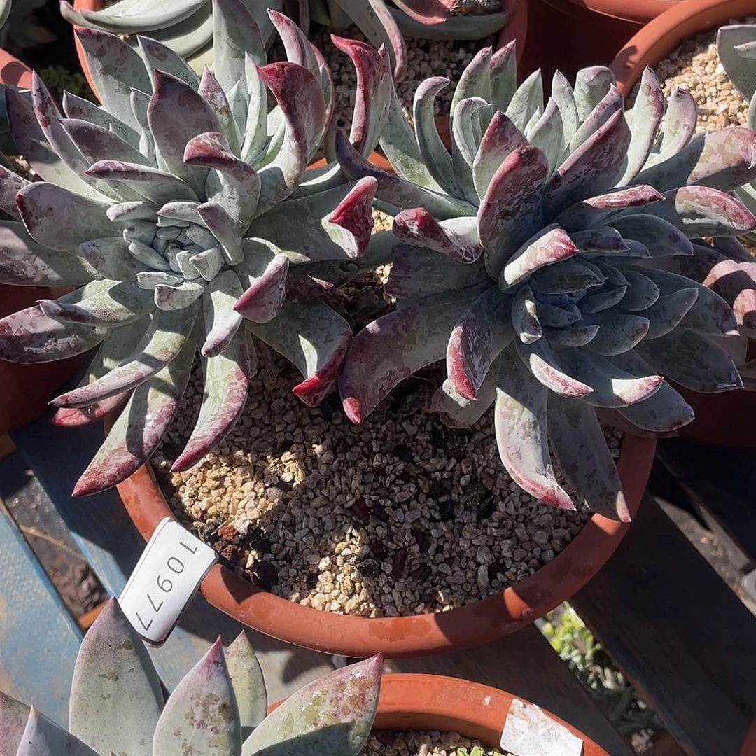 冬**落帕翠莎老桩多头10977